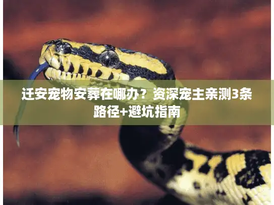 迁安宠物安葬在哪办？资深宠主亲测3条路径+避坑指南