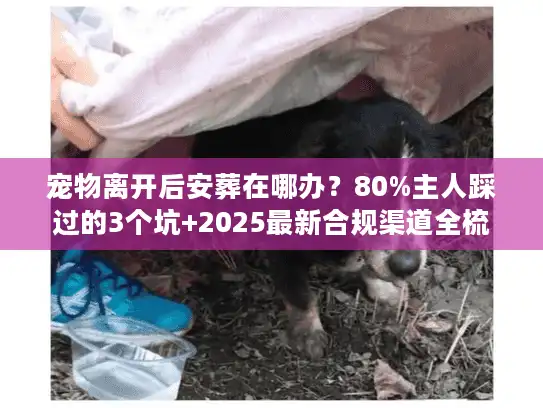 宠物离开后安葬在哪办？80%主人踩过的3个坑+2025最新合规渠道全梳理