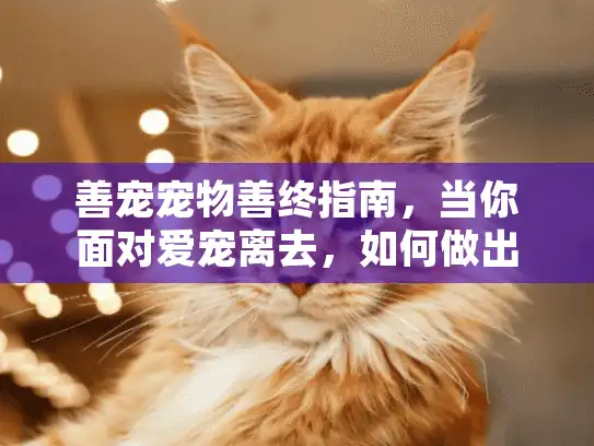 善宠宠物善终指南，当你面对爱宠离去，如何做出最安心的选择