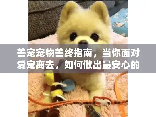 善宠宠物善终指南，当你面对爱宠离去，如何做出最安心的选择