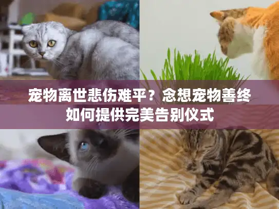 宠物离世悲伤难平？念想宠物善终如何提供完美告别仪式