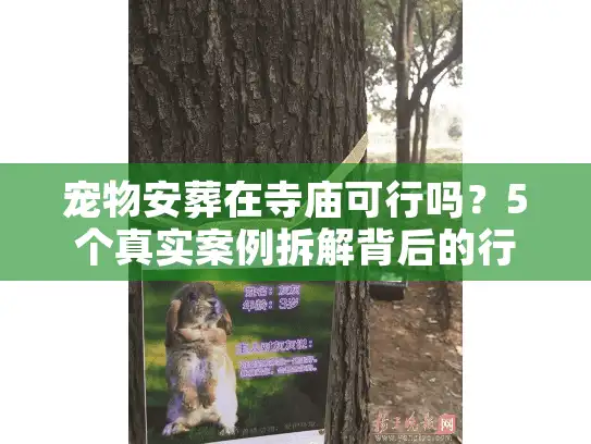 宠物安葬在寺庙可行吗？5个真实案例拆解背后的行业门道与家属抉择