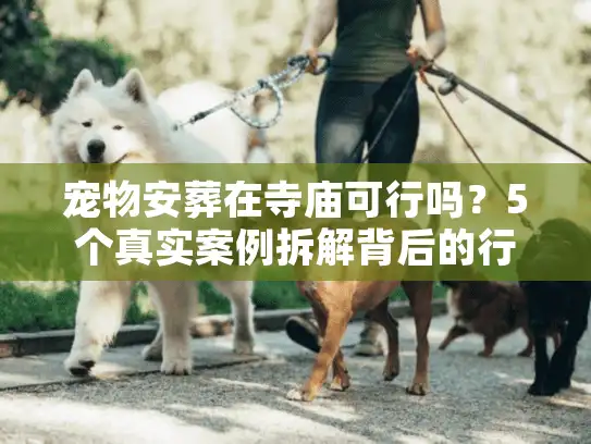 宠物安葬在寺庙可行吗？5个真实案例拆解背后的行业门道与家属抉择