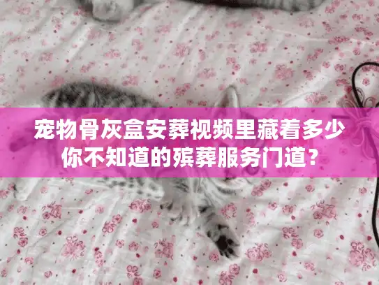 宠物骨灰盒安葬视频里藏着多少你不知道的殡葬服务门道？