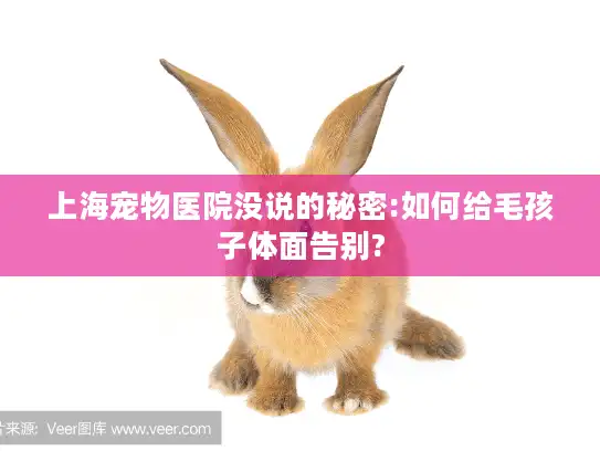 上海宠物医院没说的秘密:如何给毛孩子体面告别?