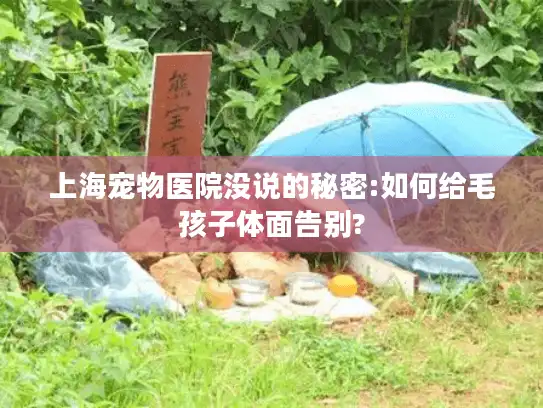上海宠物医院没说的秘密:如何给毛孩子体面告别?