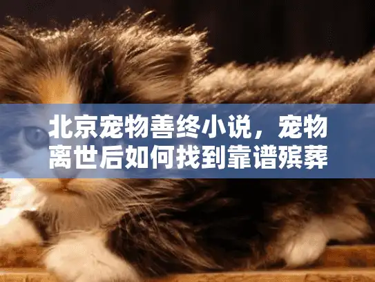北京宠物善终小说，宠物离世后如何找到靠谱殡葬服务的故事？