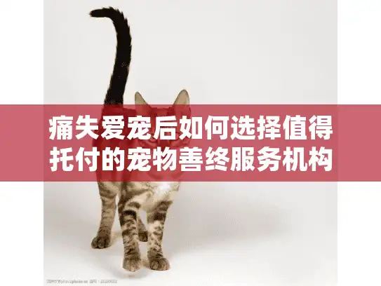 痛失爱宠后如何选择值得托付的宠物善终服务机构？