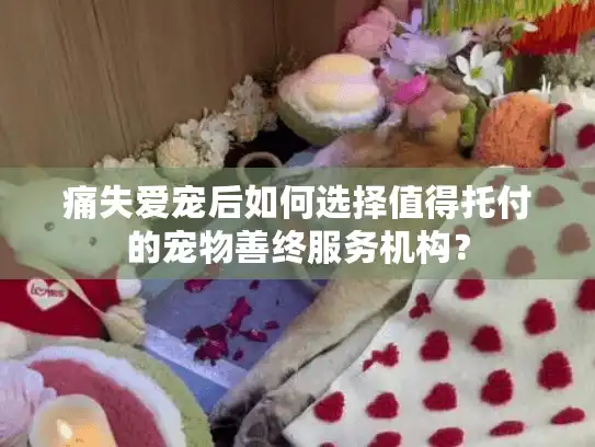 痛失爱宠后如何选择值得托付的宠物善终服务机构？