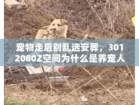 宠物走后别乱选安葬，3012080Z空间为什么是养宠人最后的「体面选择题」