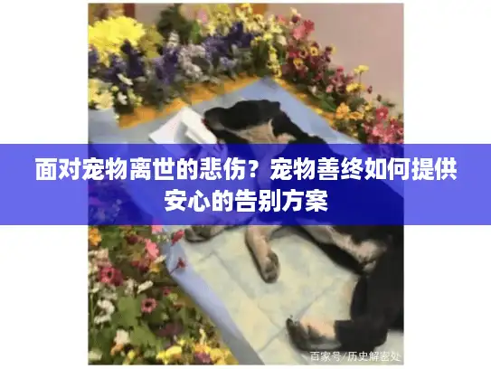 面对宠物离世的悲伤？宠物善终如何提供安心的告别方案