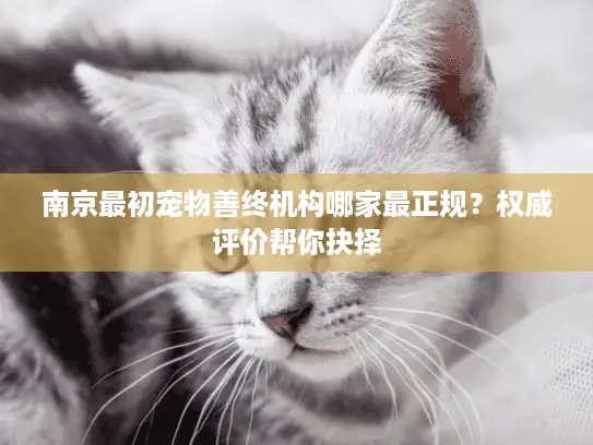 南京最初宠物善终机构哪家最正规？权威评价帮你抉择