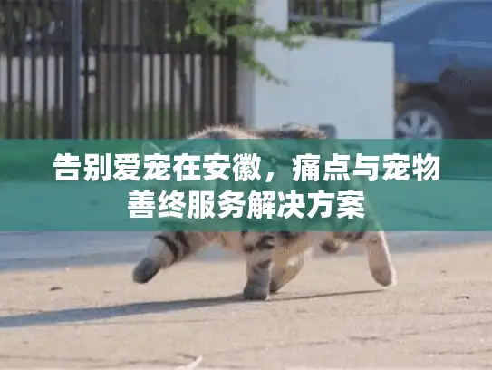 告别爱宠在安徽，痛点与宠物善终服务解决方案