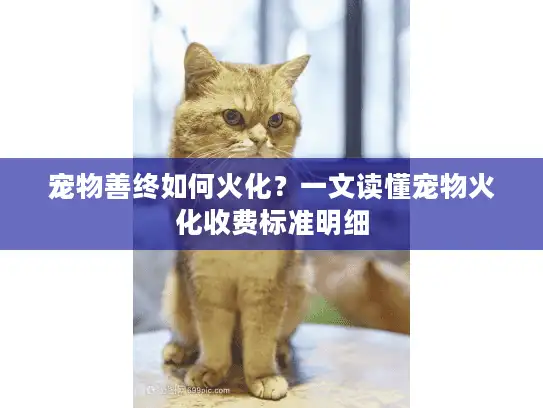 宠物善终如何火化？一文读懂宠物火化收费标准明细