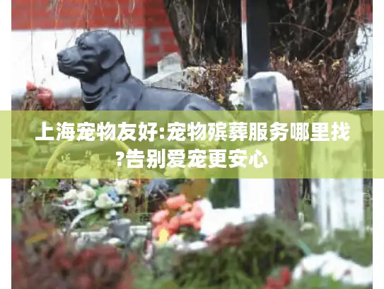 上海宠物友好:宠物殡葬服务哪里找?告别爱宠更安心