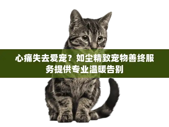 心痛失去爱宠？如尘精致宠物善终服务提供专业温暖告别