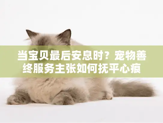 当宝贝最后安息时？宠物善终服务主张如何抚平心痕