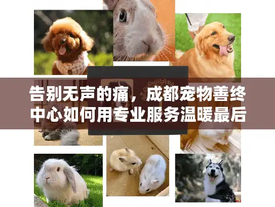 告别无声的痛，成都宠物善终中心如何用专业服务温暖最后一程？