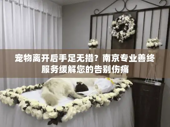 宠物离开后手足无措？南京专业善终服务缓解您的告别伤痛