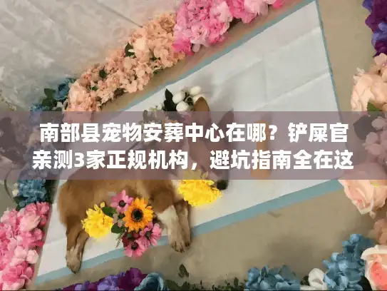 南部县宠物安葬中心在哪？铲屎官亲测3家正规机构，避坑指南全在这