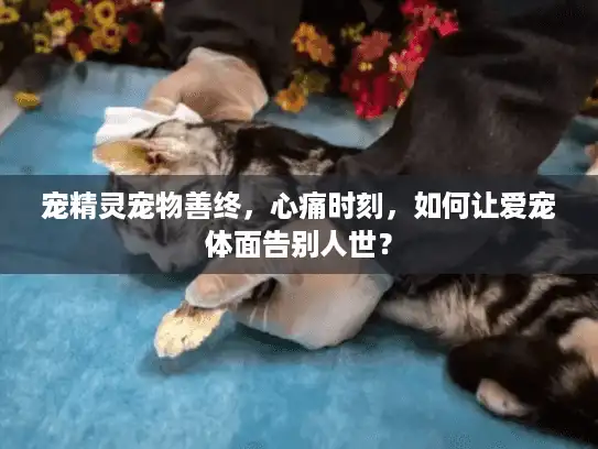 宠精灵宠物善终，心痛时刻，如何让爱宠体面告别人世？