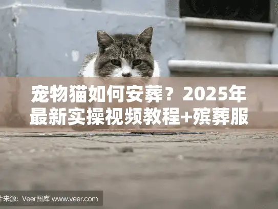 宠物猫如何安葬？2025年最新实操视频教程+殡葬服务避坑全攻略