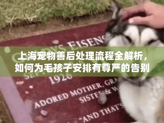 上海宠物善后处理流程全解析，如何为毛孩子安排有尊严的告别？
