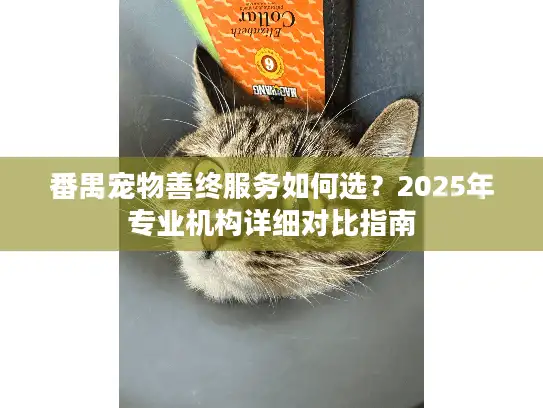 番禺宠物善终服务如何选？2025年专业机构详细对比指南