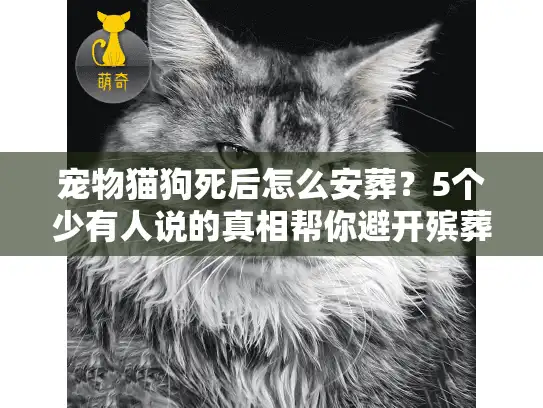 宠物猫狗死后怎么安葬？5个少有人说的真相帮你避开殡葬服务坑