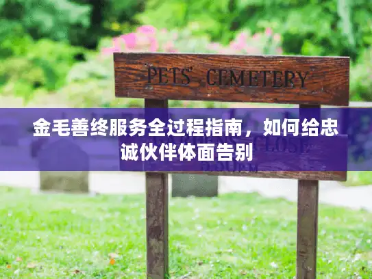 金毛善终服务全过程指南，如何给忠诚伙伴体面告别