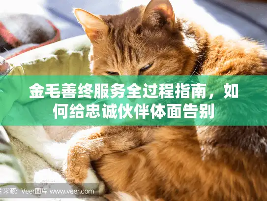 金毛善终服务全过程指南，如何给忠诚伙伴体面告别