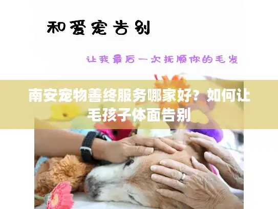 南安宠物善终服务哪家好？如何让毛孩子体面告别