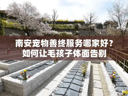 南安宠物善终服务哪家好？如何让毛孩子体面告别