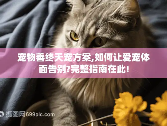 宠物善终天宠方案,如何让爱宠体面告别?完整指南在此!