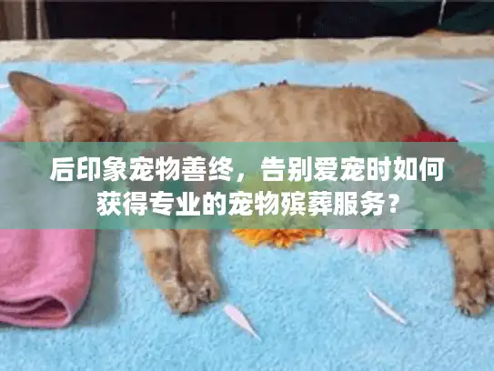 后印象宠物善终，告别爱宠时如何获得专业的宠物殡葬服务？