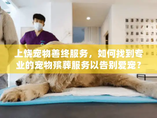 上饶宠物善终服务，如何找到专业的宠物殡葬服务以告别爱宠？