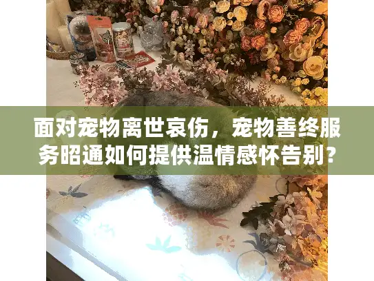 面对宠物离世哀伤，宠物善终服务昭通如何提供温情感怀告别？