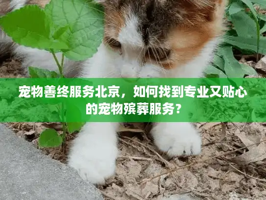 宠物善终服务北京，如何找到专业又贴心的宠物殡葬服务？