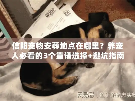 信阳宠物安葬地点在哪里？养宠人必看的3个靠谱选择+避坑指南