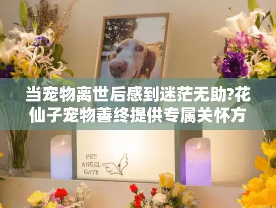 当宠物离世后感到迷茫无助?花仙子宠物善终提供专属关怀方案