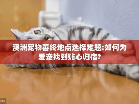 澳洲宠物善终地点选择难题:如何为爱宠找到贴心归宿?