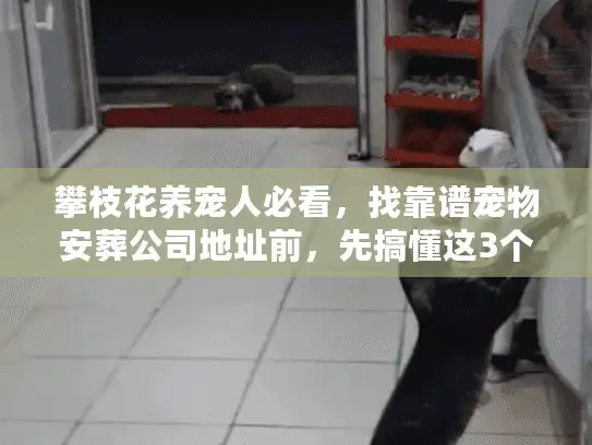 攀枝花养宠人必看，找靠谱宠物安葬公司地址前，先搞懂这3个避坑关键