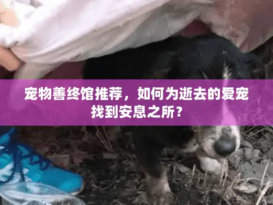宠物善终馆推荐，如何为逝去的爱宠找到安息之所？