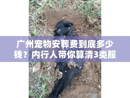 广州宠物安葬费到底多少钱？内行人带你算清3类服务的隐藏成本