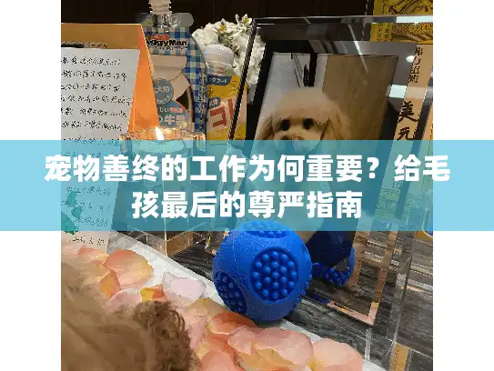 宠物善终的工作为何重要？给毛孩最后的尊严指南