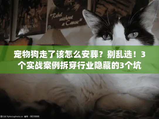 宠物狗走了该怎么安葬？别乱选！3个实战案例拆穿行业隐藏的3个坑