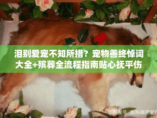 泪别爱宠不知所措？宠物善终悼词大全+殡葬全流程指南贴心抚平伤痛