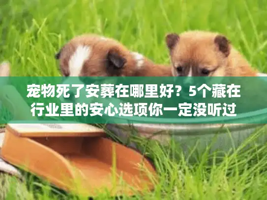 宠物死了安葬在哪里好？5个藏在行业里的安心选项你一定没听过