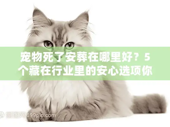 宠物死了安葬在哪里好？5个藏在行业里的安心选项你一定没听过