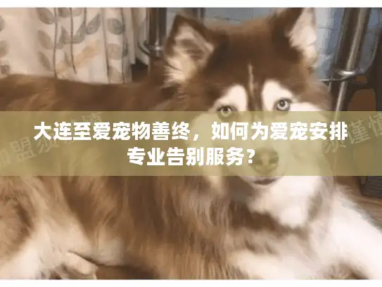 大连至爱宠物善终，如何为爱宠安排专业告别服务？